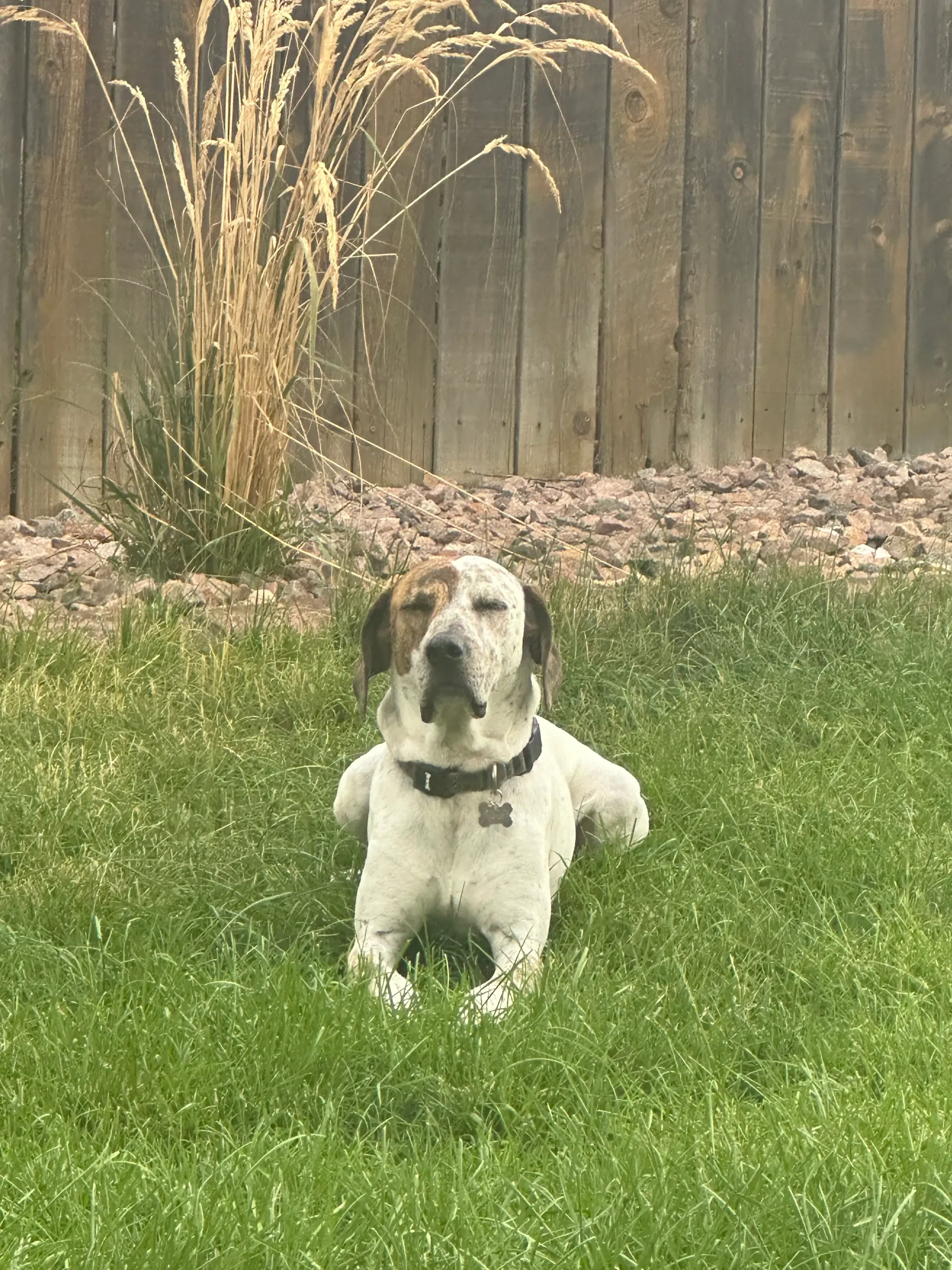 White and brindle dog lounging in a green backyard