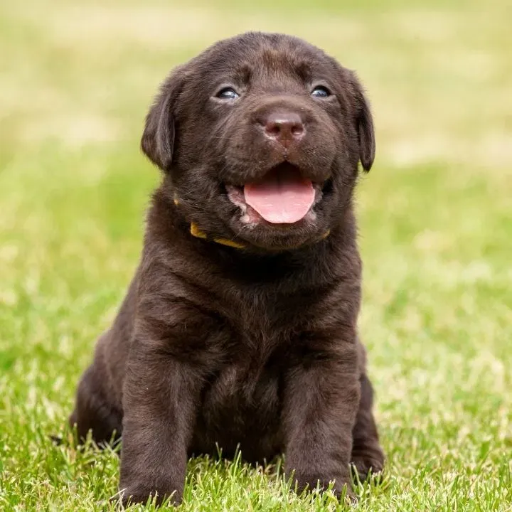 Chocolate Labrador puppy sitting on green grass